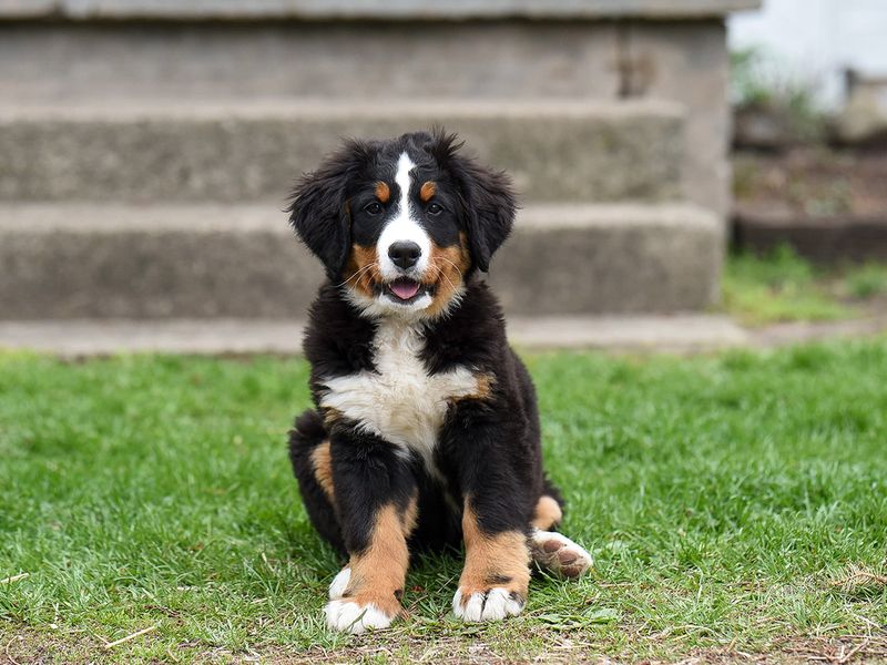 How Smart Is A Bernedoodle   What Is A Bernedoodle 1200x900GMB 1 